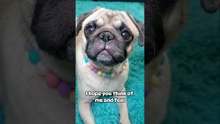 I take it as a compliment 😁 #dog #pug #cute #funny #fyp #shorts