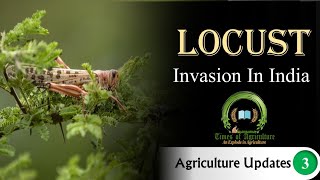 Locust Invasion in India |Agriculture updates 3 | Times of Agriculture