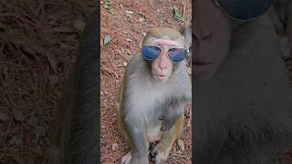 Smart monkey wearing sunglasses by style 😁 #foryou #funny money #smartmoney #uniqueshorts