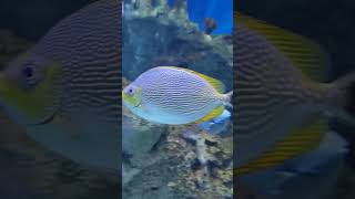 Fakieh Aquarium Jeddah - Riyadh to jeddah Saudi Arabia #aquarium #saudiarabia #jeddah