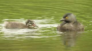 Um casal de Mergulhões pequenos (Tachybaptus dominicus) com filhotes