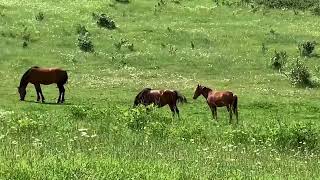 Ромашки в Байдарской долине