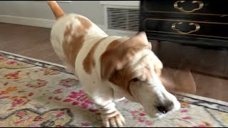 My Basset Hound Dog Vincent’s before dinner routine.