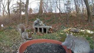 GoPro Hero2 - Squirrels