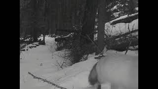 Trail Camera wolves (2nd of 3)