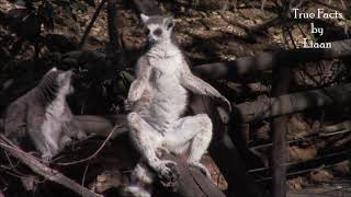 True Facts - The Meditating Lemur