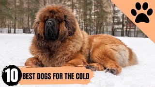 Top 10 Dogs for Cold Climates