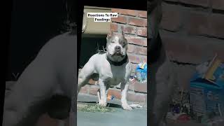 Reactions To Raw Feeding🤣 #americanbully #shortvideo