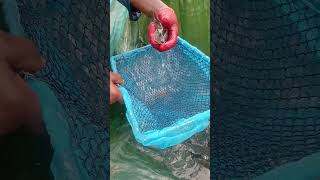 Egg collection(Tilapia Fish )