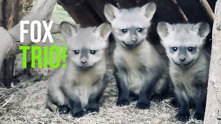 San Diego Zoo Safari Park Welcomes Three Bat eared Fox Kits