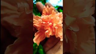 flowers status video❤||gardening video🌿🌺||#trending #viral #gardening #shorts #status