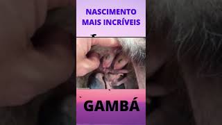 NASCIMENTO INCRÍVEL DE GAMBÁ #SHORTS