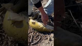 #fishing #Catfish at Santa Ana River in Anaheim