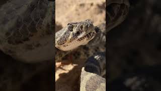 #shorts #rattlesnake Mohave Rattlesnake