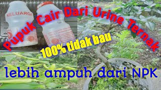 Pupuk Cair urine kambing 💯% ampuh dan TIDAK BAU