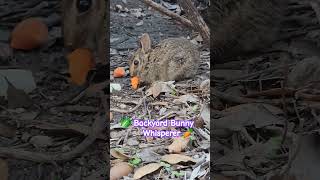 Little Baby Cottontail Bunny