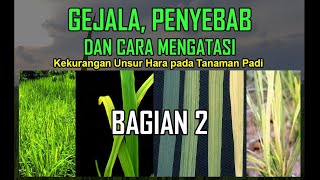 Gejala, Penyebab dan Cara Mengatasi Kekurangan Unsur Hara pada Tanaman Padi (Bag 2: Cl, Zn, Fe, Bo)