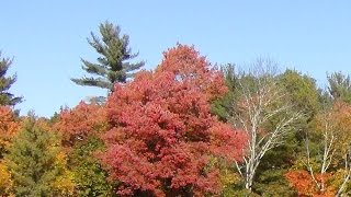 Good News/Bad News + Enjoying a Fall Walk