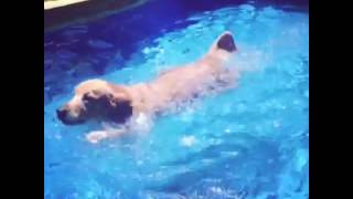 Golden retriever swimming