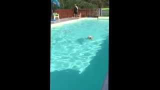 Kim golden retriever si tuffa in piscina dal trampolino.