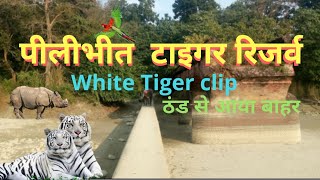 Pilibhit Tiger Reserve | Chuka Beach | Tiger attack😨 | यह नही देखा तोह कुछ नही देखा #chukabeach