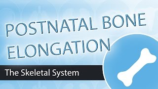 Postnatal Bone Growth