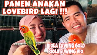 Panen Anakan Lovebird Biola Euwing Gold & Biola Euwing Violet