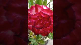 Adenium flower colours || adenium || #shorts