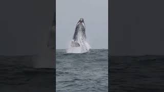 Whale jumping! #awesome #beauty #whale #ocean #shorts