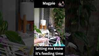 Young Magpie letting me know it's feeding time, Australia #shorts