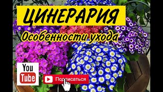 Цинерария: особенности ухода за цинерарией 2022