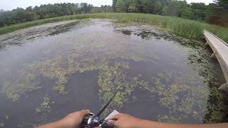 Bass hits the SAME TOPWATER frog 5 different times