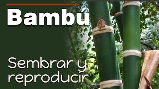 Sembrar y reproducir bambú