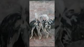 WILD DOGS digging out a WARTHOG - RARE SIGHTING#animals #dog #wildlife