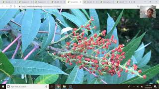 Staghorn vs Smooth Sumac - How to Identify Sumacs