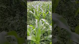 Corn plants at the blueberry farm