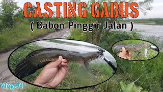 CASTING GABUS ( Babon Pinggir Jalan ) Vlog.91