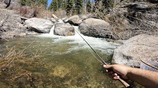 INSANE DAY FLY FISHING for LAHONTAN CUTTHROAT