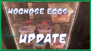 Hognose egg and incubator update