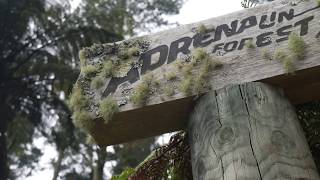 Adrenalin forest