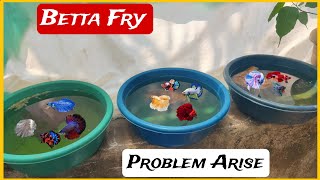 Betta Fry All over the Tank | Day 4&5 update | Problem Arise #bettabreeding @h2o aquarist