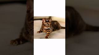 Cute Toyger Cats😻😍😻