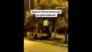 Akdeniz Üniversitesi'nde ayı şoku