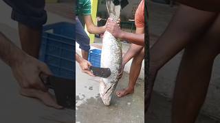 😂கொடுவா🐟மீன் வெட்ட 45 நிமிஷம் ஆட்சி | கொடுவா மீன் நெட்டி | Sea bass | #fish #shorts #tamil #seabass