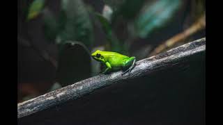 Forêt tropicale de nuit avec grillons, crapauds et grenouilles - Sons de la nature - 10 HEURES