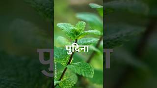 पुदिना|peppermint#shorts#healthytips#pudina #peppermint#ytshortsvideo #स्वयंपाकघरातीलक्रिएटिविटी