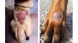 SKIN LESIONS IN DOGS