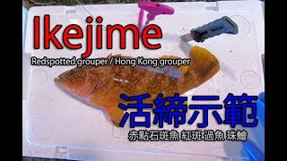 IkeJime method:  How to dispatch and bleed a Redspotted grouper / Hong Kong grouper (Kijihata)