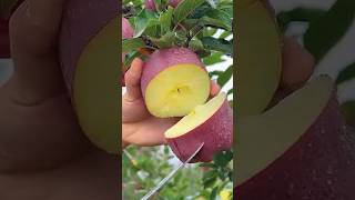 Satisfying fresh apple cutting #apple #shorts #fruit #asmr