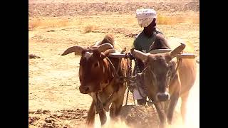 Eritrea: Sheeb Spate Irrigation System